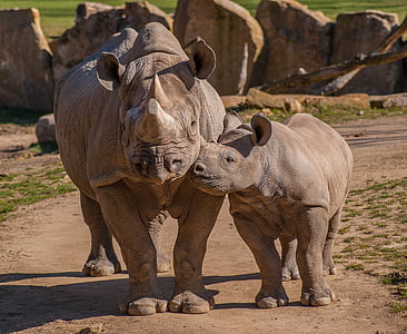zoo, rhino, animals, africa, animal wildlife, animals in the wild, full length