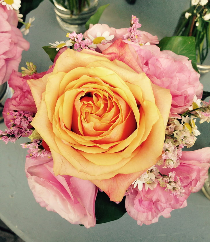 color de rosa, Strauss, flor, hermosa
