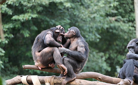 singes, chimpanzés, sauvages, Groupe, famille, affection