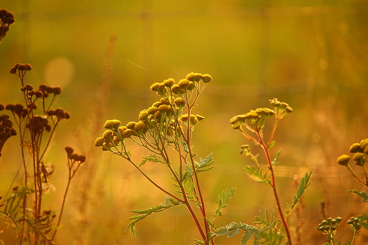 tansy, plant, flower, moneywort, nature, autumn, sunlight