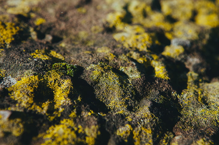 closeup, photo, brown, green, soil, moss, nature