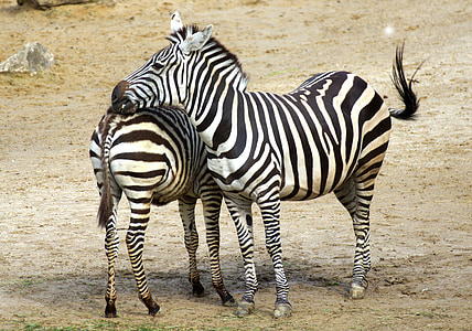 Зебра, чорно-біла, Зебра, зоопарк, Африка