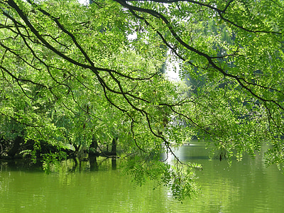 závod, Příroda, zelená, list, listy, strom, voda