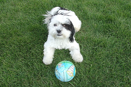 Shih tzu, hond, spelen, achtertuin, groen gras, bal, grappig