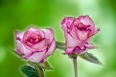 flor, flors, Rosa, l'amor, decoració, natura, recordar
