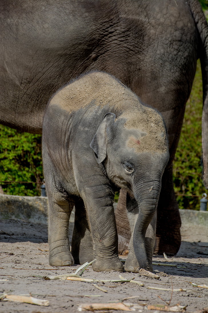 Baby elephant, elefant, unga elefant, afrikansk savannelefant, Afrika, djur, Snabel