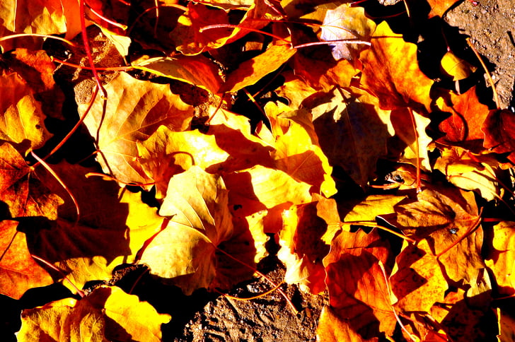 Defoliácia, zem, jeseň, Leaf, Príroda, Sezóna, žltá