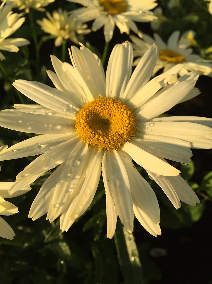 virág, Marguerite, természet, nyári, növény, Daisy, sárga
