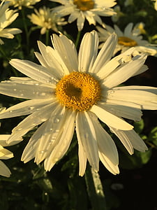 kvet, Marguerite, Príroda, letné, rastlín, Daisy, žltá
