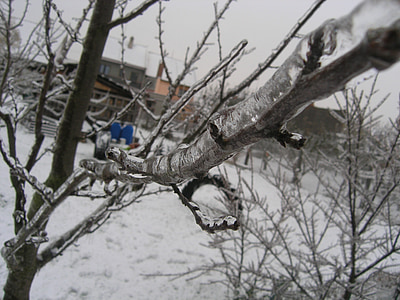 träd, snöig, januari, december, gren, Ice gren, Frost