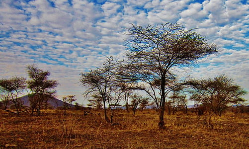 Танзания, Национален парк Серенгети, природата Серенгети, Африка, пейзаж, декори, природата