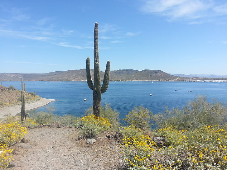 cactus, muntanyes, Arizona, paisatge, muntanya, Amèrica, desert de