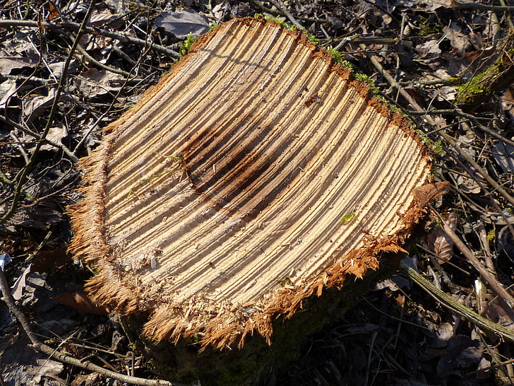 tronc d'arbre, fusta, sägestruktur, se, arbre, registre, acabades de tallar