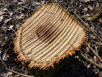 tronco de árvore, madeira, sägestruktur, serrou, árvore, log de, recentemente cortada