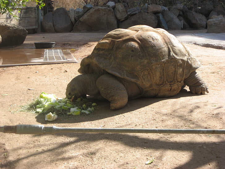 Tortue, Zoo, tortue géante, animal, nature, Tortue, tortues