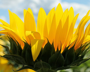 solsikke, blomst, gul