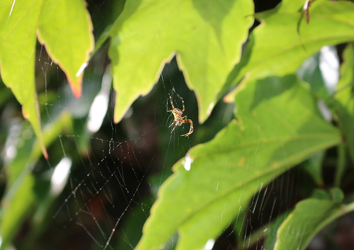 паук, паутина, виноградные листья, сеть, насекомое, Природа