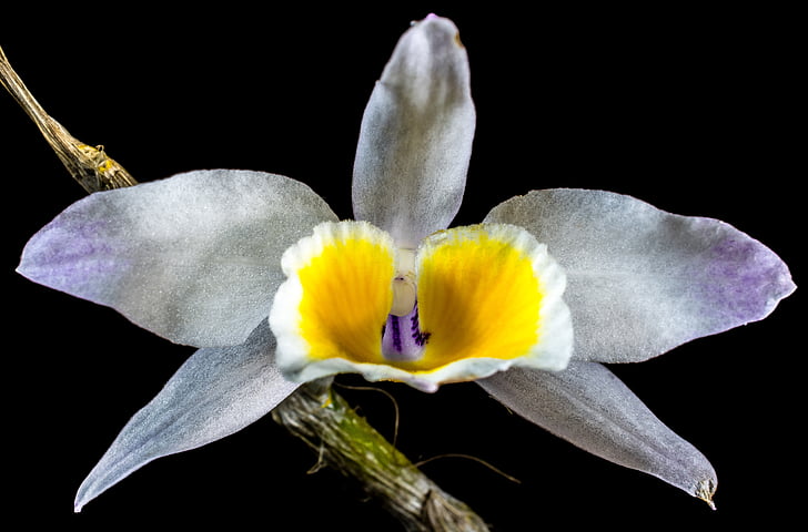 orchidea, Wild orchid, Blossom, Bloom, virág, fehér lila-sárga