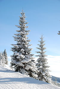 green, pine, trees, snow, tree, winter, Pine trees