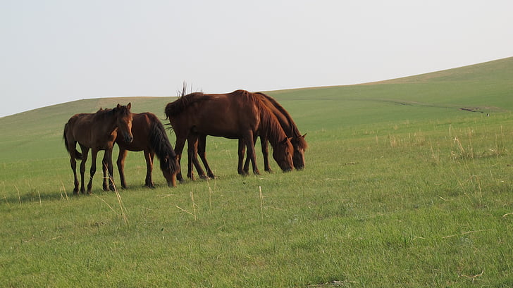 mongolia horse, prairie, summer, hulunbeir