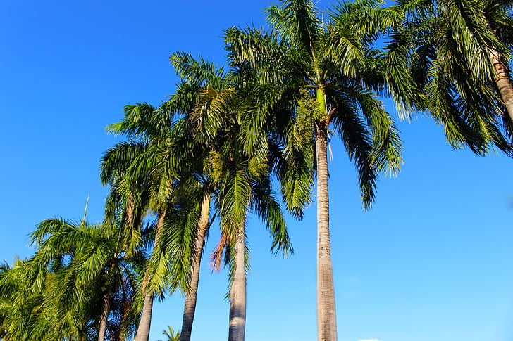 palmer, Coconut palm, Palm, kokos, Tropical, träd, naturen