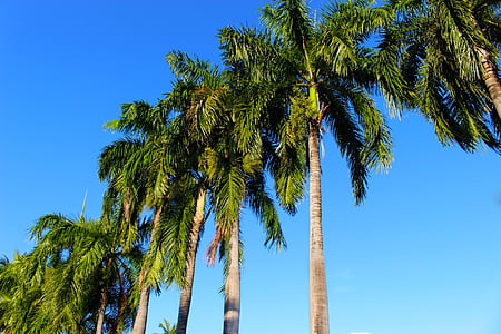 palm trees, coconut palm, palm, coconut, tropical, tree, nature