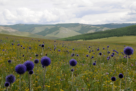 mongolia, landscape, outlook, fauna