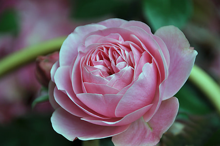 rosa, natura, fiore, profumo, bellezza, primavera, giardino