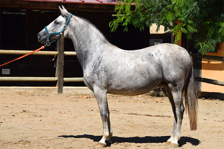 andaluské, Andaluský kůň, kůň, zvíře, koní, Příroda, bílá