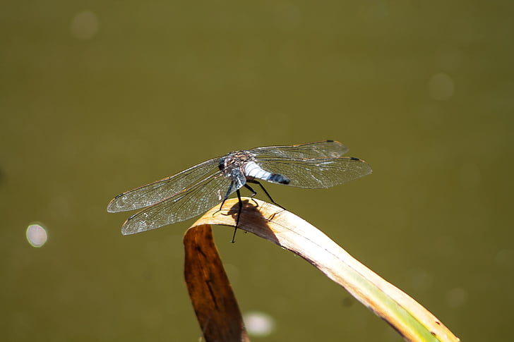 Dragonfly, meeleolu, tapeet, putukate, loodus, taust, Waterfront