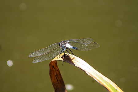 Dragonfly, humör, tapeter, insekt, naturen, bakgrund, vid vattnet