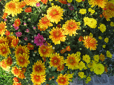 asters, yellow, autumn, decoration