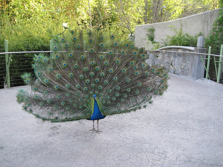 Peacock, vogel, veren, staart, dierentuin, natuur, blauw