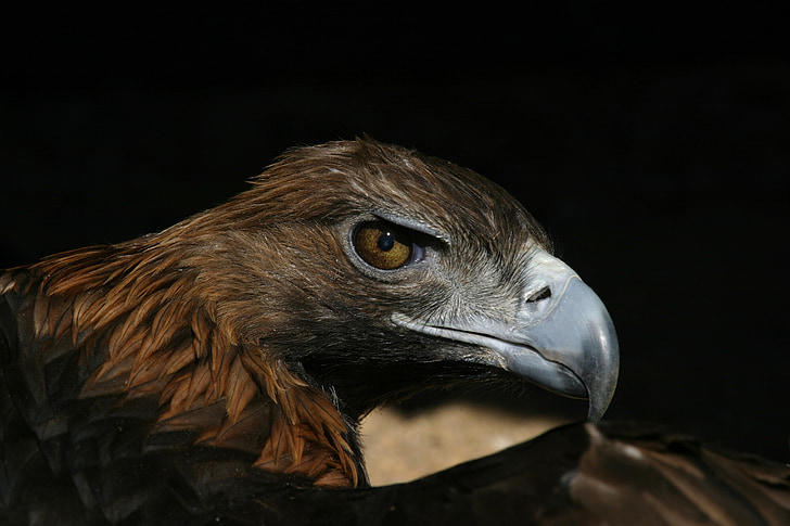 Adler, Raptor, uccello della preda