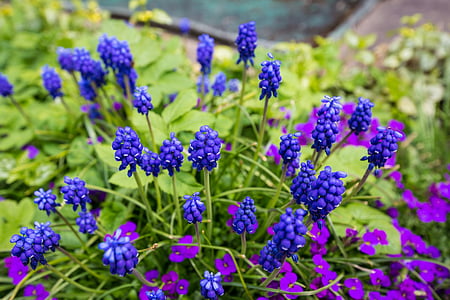 Muscari, blomst, Prydplante, blå, forår, Blossom, Bloom