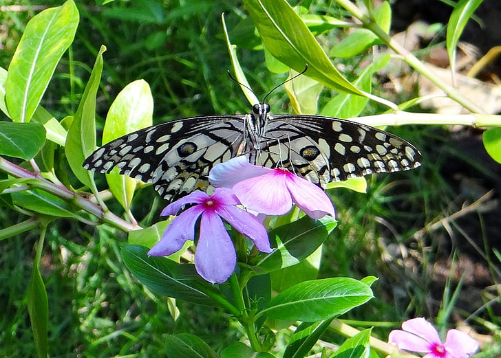 farfalla della calce, Papilio demoleus, farfalla, farfalla di limone, macaone di calce, piccola farfalla di agrumi, a scacchi macaone