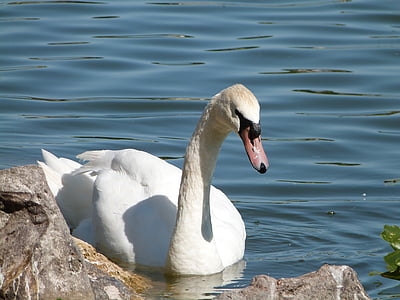 angsa putih, menonton burung, Danau morton, satwa liar, burung, flu burung