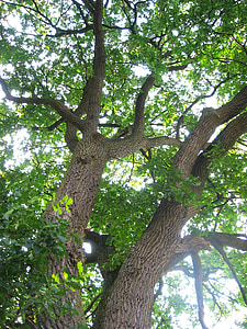 stromy, keře, ponechává přírodní větve, zelená, protokol, větev