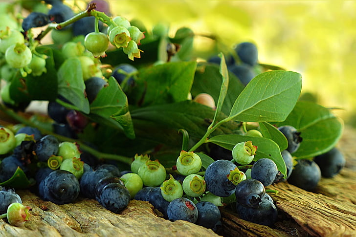 fruta, arándanos, cosecha, verano, alimentos, uva, naturaleza