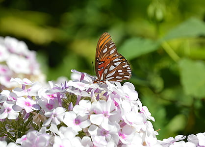 farfalla, fiori, monarca, estate, eleganza, naturale, giardino