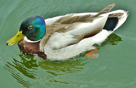 duck, mallard, water bird, duck bird, bird, water, drake