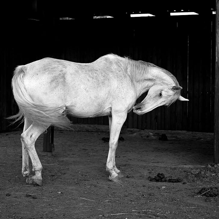 hvid, hest, b w fotografering