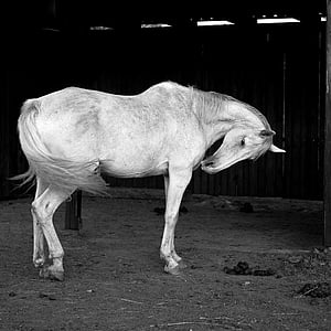 biały, Koń, b w fotografii