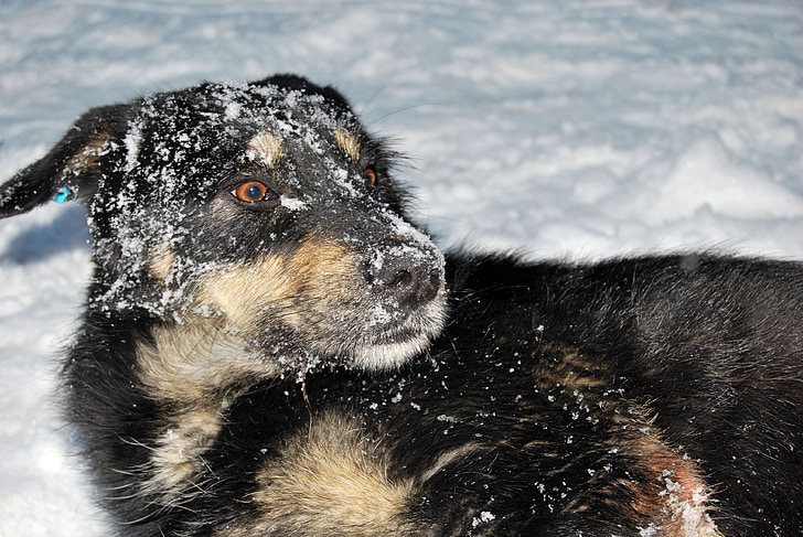 куче, сняг, радост, зимни, забавно, приятел, природата