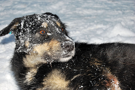 koer, lumi, rõõmu, talvel, lõbus, sõber, loodus