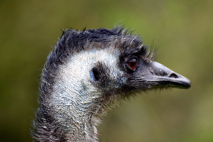 EMU, nelétavý pták, hlava