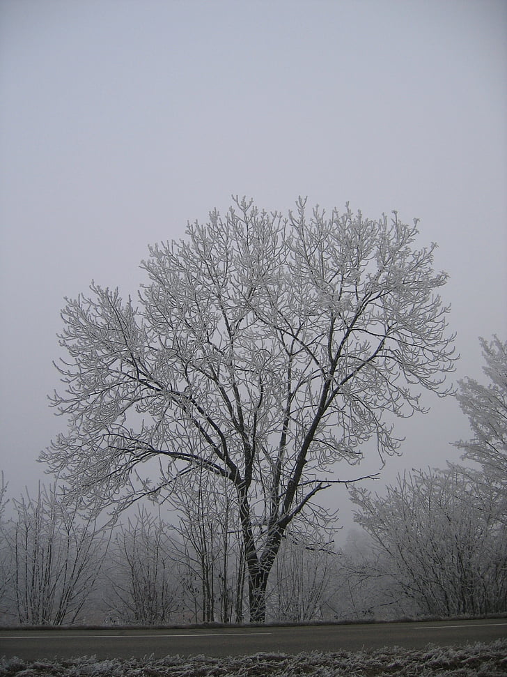 зимни, скреж, студено, Фрост, дърво, листа, клонове