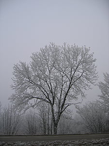 Vinter, hoarfrost, kalde, Frost, treet, blader, grener