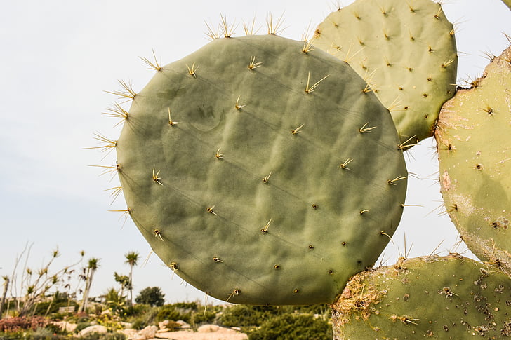 Cactus, Anläggningen, naturen, Leaf, Thorn, Spike, Kaktusparken