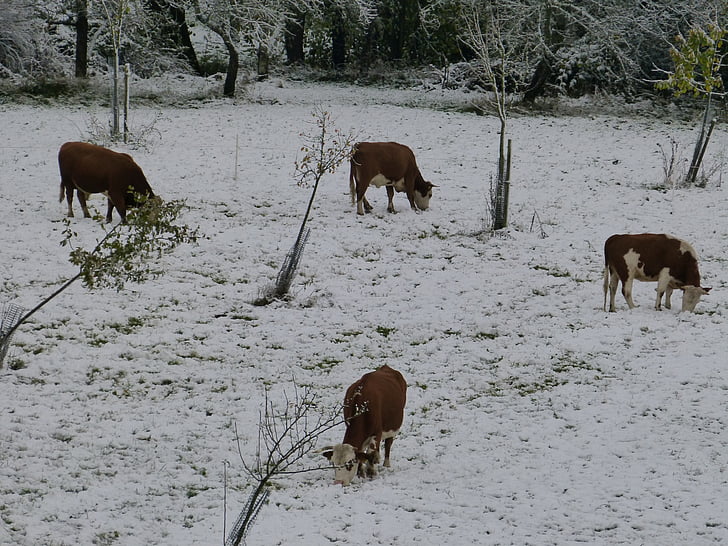 krave, pašnjak, Zima, snijeg, hladno, doba godine